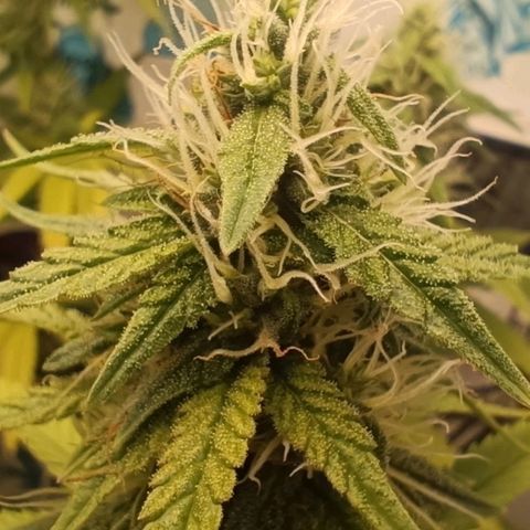Purple Kush growlog timeline photo