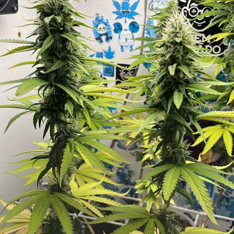 Purple Kush growlog timeline photo