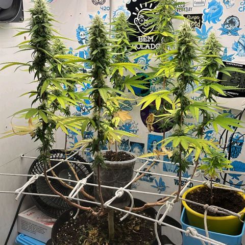 Purple Kush growlog timeline photo