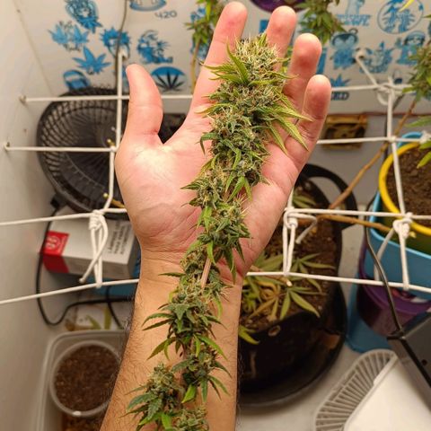 Purple Kush growlog timeline photo