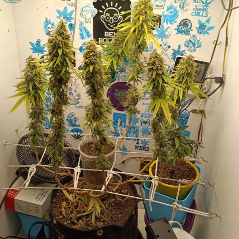 Purple Kush growlog timeline photo