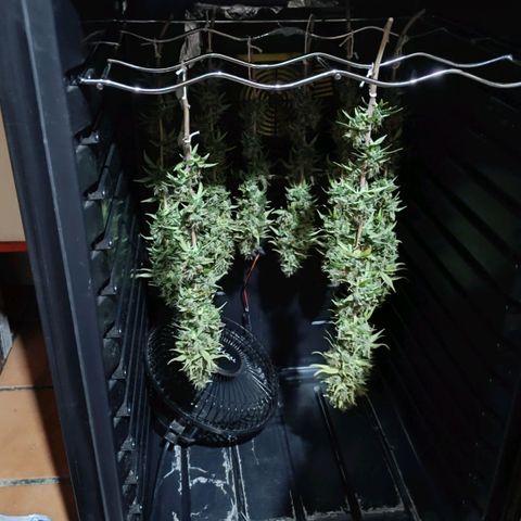 Purple Kush growlog timeline photo