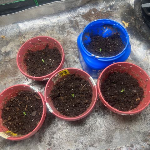 Auto White Widow growlog photo: The seeds fully sprouted with its first set of leaves