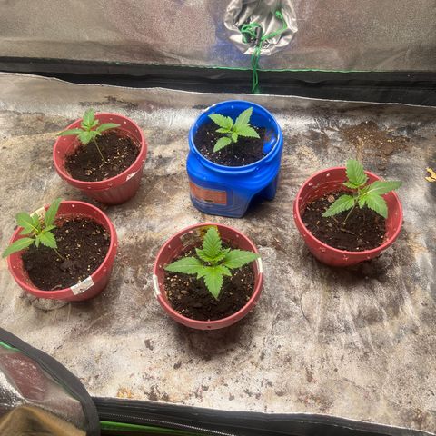 Auto White Widow growlog timeline photo