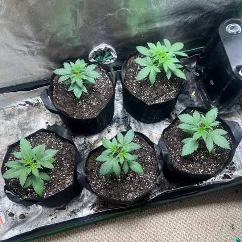 Auto White Widow growlog photo: Transplanted into final grow medium and fed with Tony’s plant food 2ml