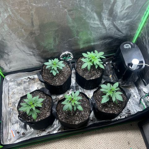 Auto White Widow growlog photo: Transplanted into final grow medium and fed with Tony’s plant food 2ml