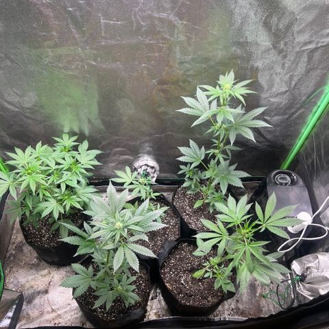 Auto White Widow growlog timeline photo