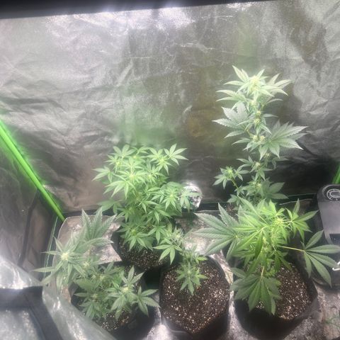 Auto White Widow growlog timeline photo