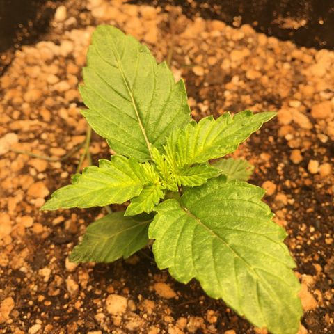 Sara growlog timeline photo