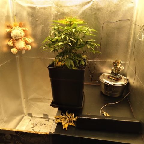 Sara growlog timeline photo