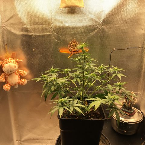 Sara growlog timeline photo