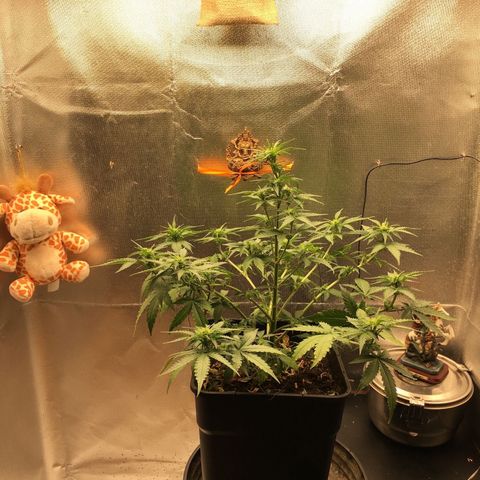 Sara growlog timeline photo