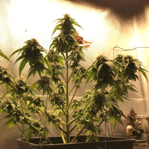 Sara growlog timeline photo