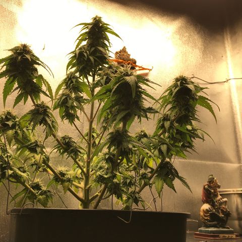 Sara growlog timeline photo