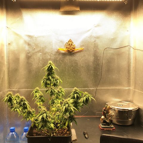 Sara growlog timeline photo