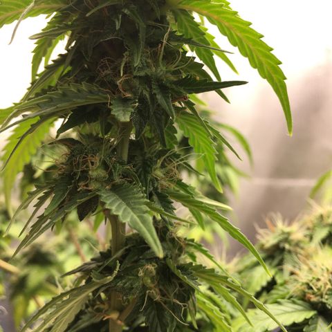 Sara growlog timeline photo