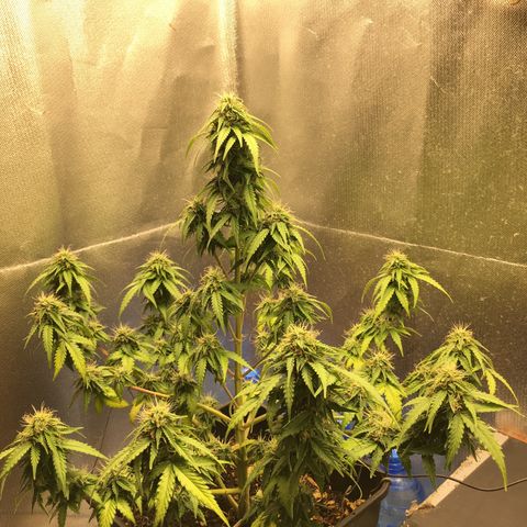 Sara growlog timeline photo