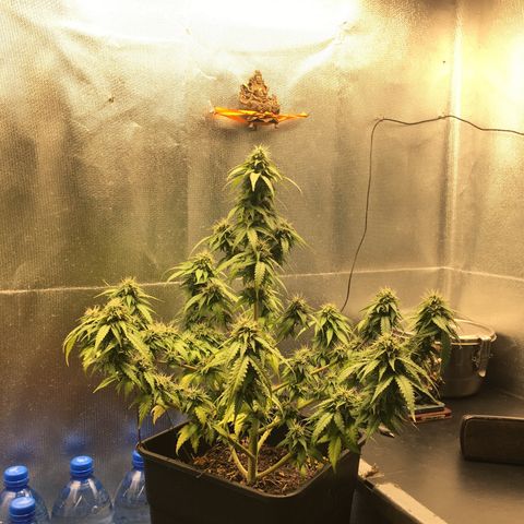 Sara growlog timeline photo
