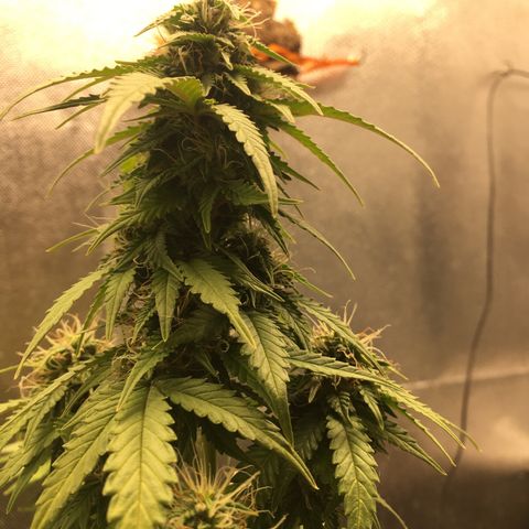 Sara growlog timeline photo