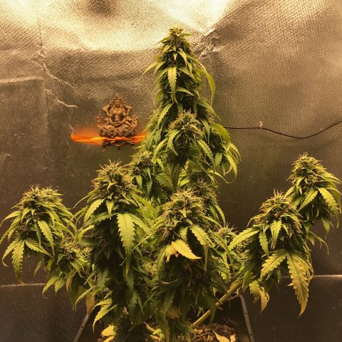 Sara growlog timeline photo