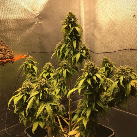 Sara growlog timeline photo