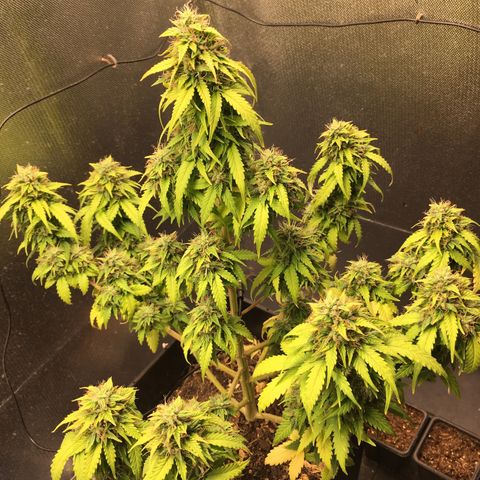 Sara growlog timeline photo