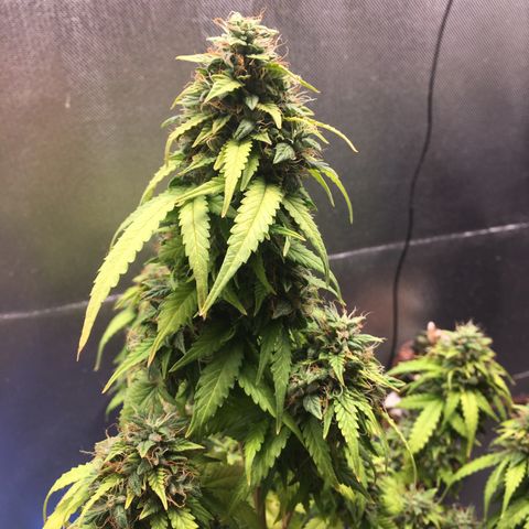 Sara growlog timeline photo