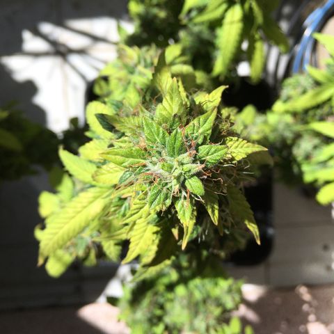 Sara growlog timeline photo
