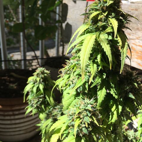 Sara growlog timeline photo