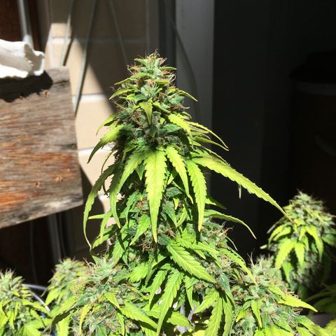 Sara growlog timeline photo