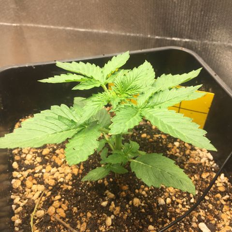 Sara growlog timeline photo