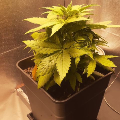 Sara growlog timeline photo