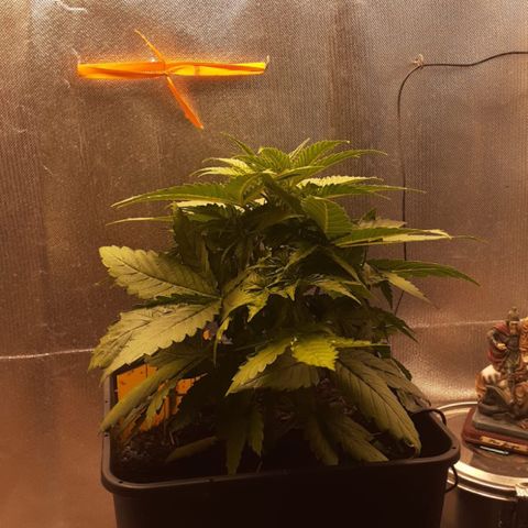 Sara growlog timeline photo