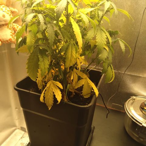 Sara growlog timeline photo