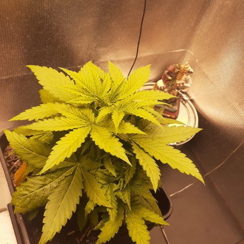 Sara growlog timeline photo