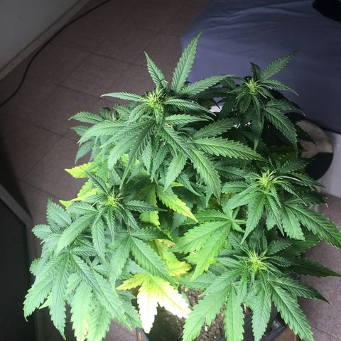 Sara growlog timeline photo