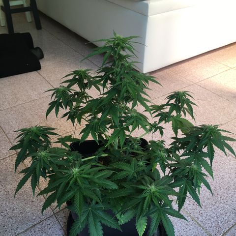 Sara growlog timeline photo