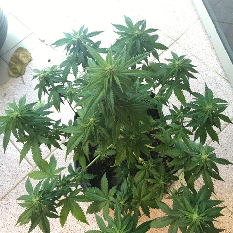 Sara growlog timeline photo