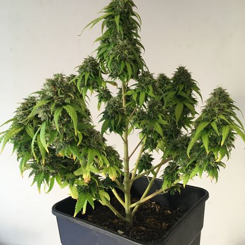 Sara growlog timeline photo