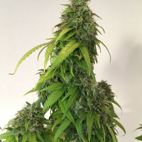 Sara growlog timeline photo