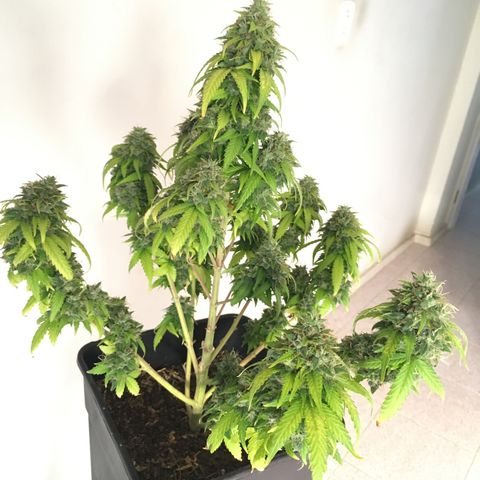 Sara growlog timeline photo