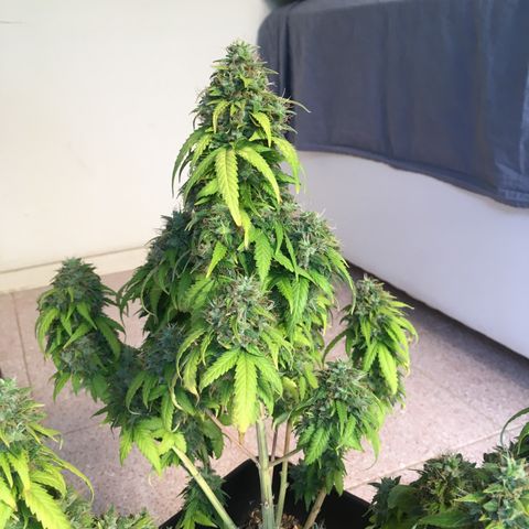Sara growlog timeline photo