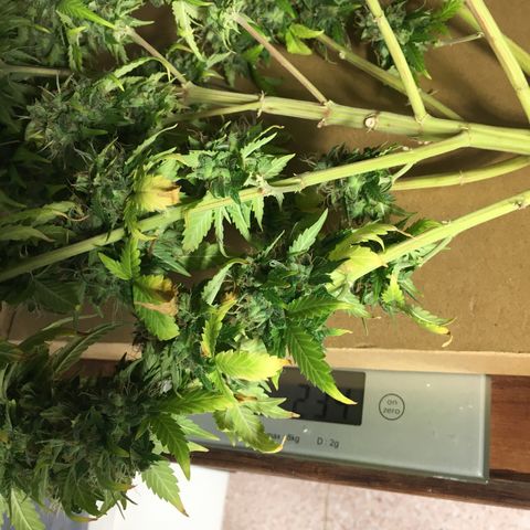 Sara growlog timeline photo