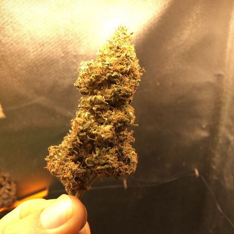 Sara growlog timeline photo