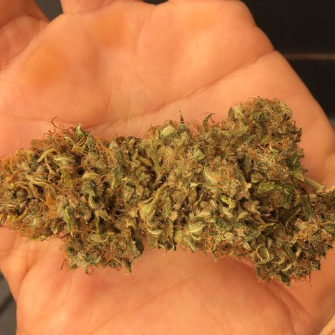 Sara growlog timeline photo