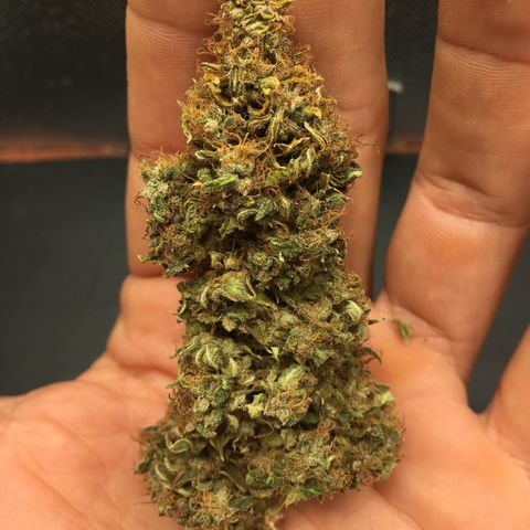 Sara growlog timeline photo