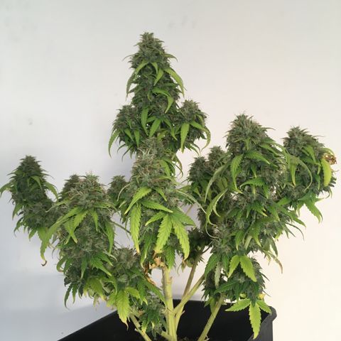 Sara growlog timeline photo