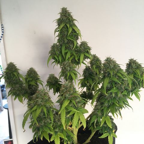 Sara growlog timeline photo