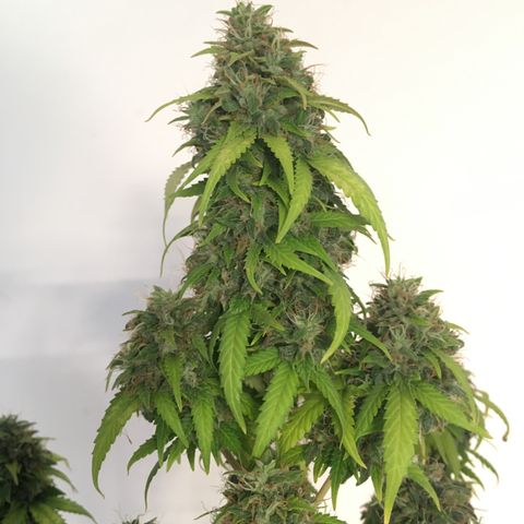 Sara growlog timeline photo
