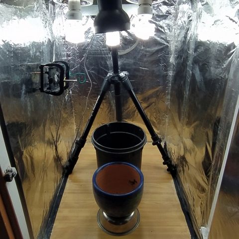 ChocoHaze growlog timeline photo